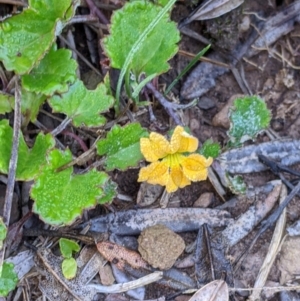 Goodenia hederacea subsp. alpestris at Hotham Heights, VIC - 19 Feb 2022