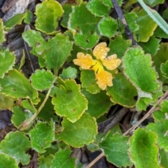 Goodenia hederacea subsp. alpestris at Hotham Heights, VIC - 19 Feb 2022