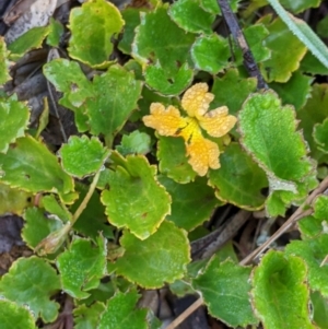 Goodenia hederacea subsp. alpestris at Hotham Heights, VIC - 19 Feb 2022