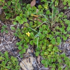 Goodenia hederacea subsp. alpestris at Hotham Heights, VIC - 19 Feb 2022