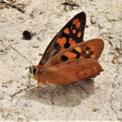 Heteronympha penelope (Shouldered Brown) at Casey, ACT - 21 Feb 2022 by JohnBundock