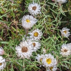Rhodanthe anthemoides (Chamomile Sunray) at Alpine National Park - 18 Feb 2022 by Darcy