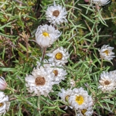 Rhodanthe anthemoides (Chamomile Sunray) at Hotham Heights, VIC - 19 Feb 2022 by Darcy