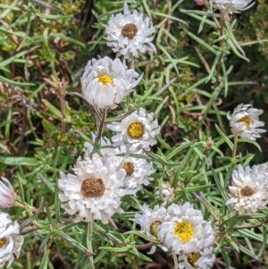 Rhodanthe anthemoides at Hotham Heights, VIC - 19 Feb 2022 10:44 AM