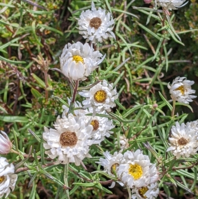 Rhodanthe anthemoides (Chamomile Sunray) at Alpine National Park - 18 Feb 2022 by Darcy