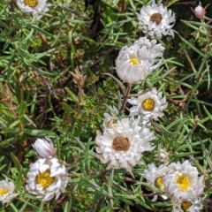 Rhodanthe anthemoides at Hotham Heights, VIC - 19 Feb 2022 10:44 AM