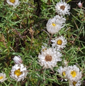 Rhodanthe anthemoides at Hotham Heights, VIC - 19 Feb 2022