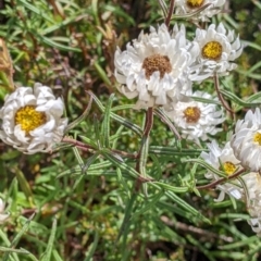 Rhodanthe anthemoides at Hotham Heights, VIC - 19 Feb 2022 10:44 AM