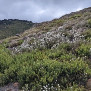 Rhodanthe anthemoides at Hotham Heights, VIC - 19 Feb 2022 10:44 AM