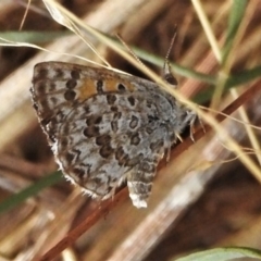 Lucia limbaria (Chequered Copper) at Casey, ACT - 21 Feb 2022 by JohnBundock