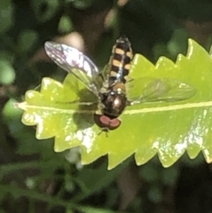 Simosyrphus grandicornis at Monash, ACT - 24 Sep 2021 01:23 PM