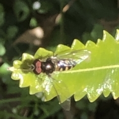 Simosyrphus grandicornis at Monash, ACT - 24 Sep 2021