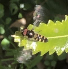 Simosyrphus grandicornis at Monash, ACT - 24 Sep 2021 01:23 PM