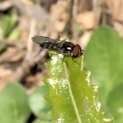 Simosyrphus grandicornis at Monash, ACT - 24 Sep 2021