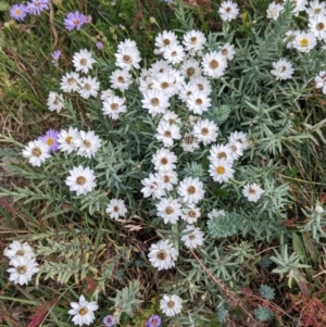 Rhodanthe anthemoides at Hotham Heights, VIC - 19 Feb 2022