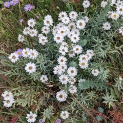 Rhodanthe anthemoides (Chamomile Sunray) at Alpine National Park - 19 Feb 2022 by Darcy