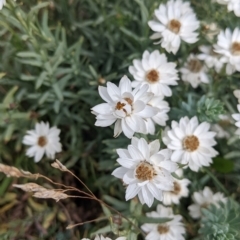 Rhodanthe anthemoides at Hotham Heights, VIC - 19 Feb 2022