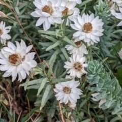 Rhodanthe anthemoides at Hotham Heights, VIC - 19 Feb 2022