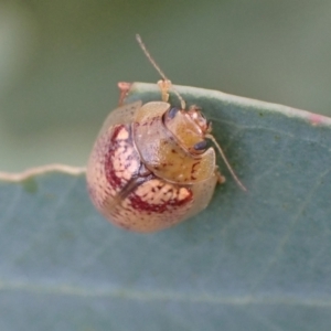 Paropsisterna laesa species complex at Murrumbateman, NSW - 20 Feb 2022 04:20 PM