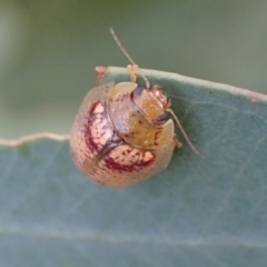 Paropsisterna sp. (Ch11 of DeLittle 1979) (A leaf beetle) at Murrumbateman, NSW - 20 Feb 2022 by SimoneC