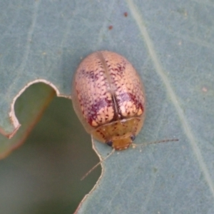 Paropsisterna laesa species complex at Murrumbateman, NSW - 20 Feb 2022 04:20 PM