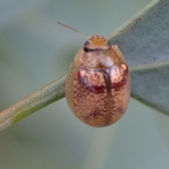 Paropsisterna laesa species complex at Murrumbateman, NSW - 20 Feb 2022 04:20 PM