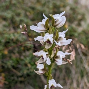 Prasophyllum suttonii at Hotham Heights, VIC - suppressed