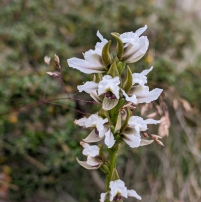 Prasophyllum suttonii at Alpine National Park - 19 Feb 2022 by Darcy