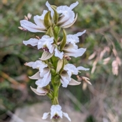 Prasophyllum suttonii at Hotham Heights, VIC - suppressed