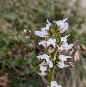 Prasophyllum suttonii at Hotham Heights, VIC - suppressed