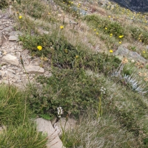 Prasophyllum suttonii at Hotham Heights, VIC - suppressed