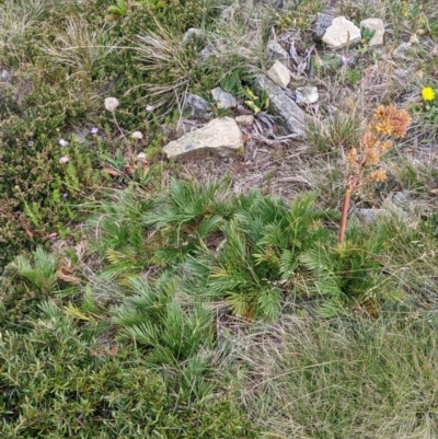 Aciphylla glacialis (Mountain Celery) at Alpine National Park - 19 Feb 2022 by Darcy