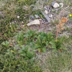 Aciphylla glacialis (Mountain Celery) at Alpine Council - 19 Feb 2022 by Darcy