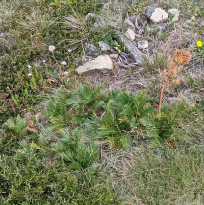 Aciphylla glacialis (Mountain Celery) at Alpine Shire - 19 Feb 2022 by Darcy