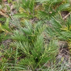 Aciphylla glacialis at Hotham Heights, VIC - 19 Feb 2022 12:31 PM