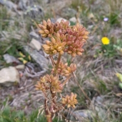 Aciphylla glacialis at Hotham Heights, VIC - 19 Feb 2022