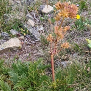 Aciphylla glacialis at Hotham Heights, VIC - 19 Feb 2022 12:31 PM