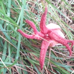 Unidentified Stinkhorn, radiating arms atop a stem at Porters Retreat, NSW - 21 Feb 2022 by Montysrest