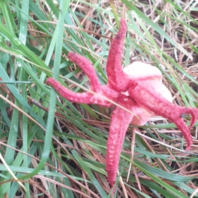 Unidentified Stinkhorn, radiating arms atop a stem at Porters Retreat, NSW - 21 Feb 2022 by Montysrest