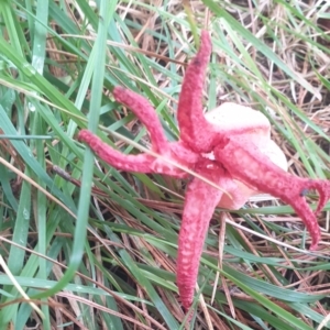 Unidentified Fungus (TBC) at suppressed by Montysrest