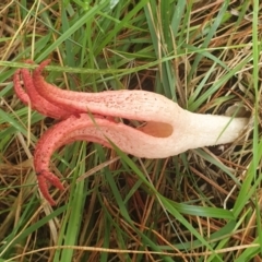 Clathrus archeri at Porters Retreat, NSW - suppressed