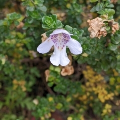 Prostanthera cuneata (Alpine Mint Bush) at Alpine National Park - 19 Feb 2022 by Darcy