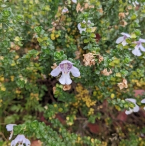 Prostanthera cuneata at Hotham Heights, VIC - 19 Feb 2022