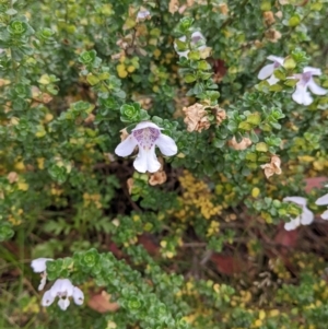 Prostanthera cuneata at Hotham Heights, VIC - 19 Feb 2022