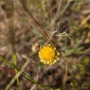 Coronidium sp. at Lake George, NSW - 21 Feb 2022