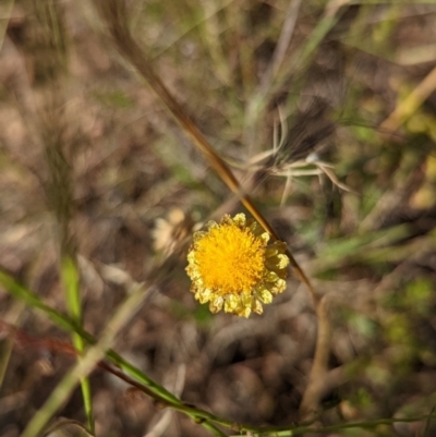 Coronidium sp. at Lake George, NSW - 21 Feb 2022 by MPennay