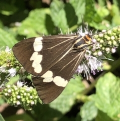 Nyctemera amicus (Senecio Moth, Magpie Moth, Cineraria Moth) at Monash, ACT - 6 Mar 2021 by jackQ