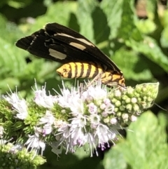 Nyctemera amicus at Monash, ACT - 6 Mar 2021 12:21 PM