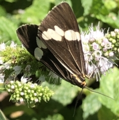 Nyctemera amicus at Monash, ACT - 6 Mar 2021 12:21 PM