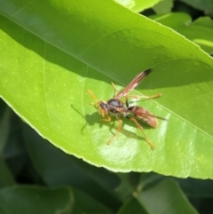 Polistes (Polistella) humilis (Common Paper Wasp) at Monash, ACT - 28 Mar 2021 by jackQ